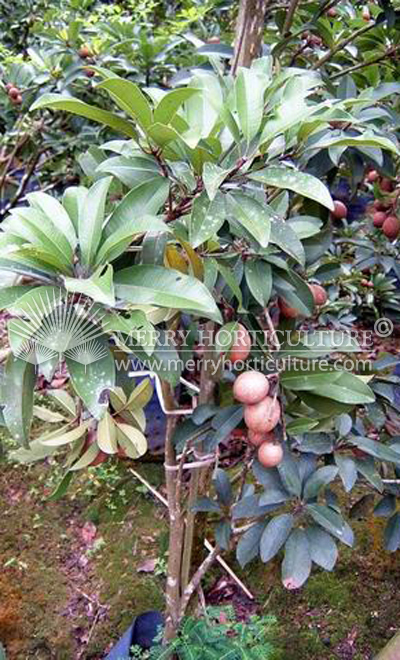 Ciku tree